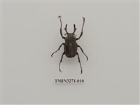 藏品(台灣角金龜)的圖片